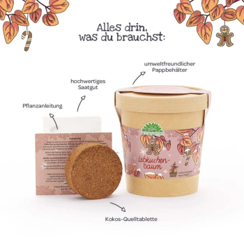 Preview: Lebkuchenbaum - Anzuchtset